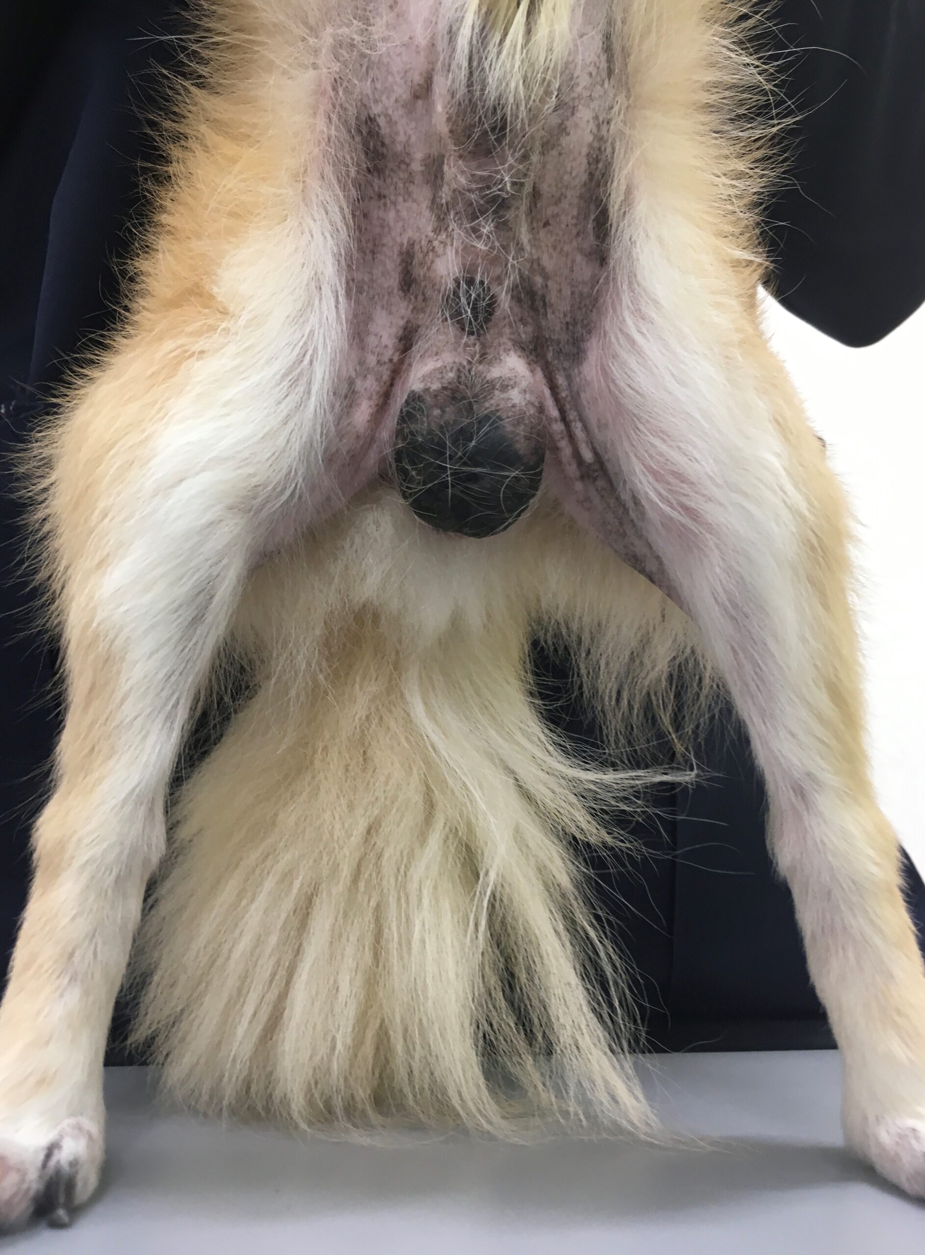 症例紹介 犬アトピー性皮膚炎 足立区東和にあるエキゾも診察できる亀有東和動物病院