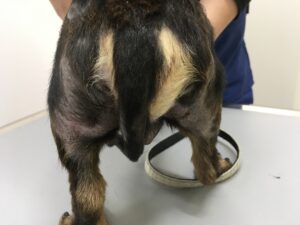 症例紹介 他院で治療を受けたが改善がみられなかった高齢犬の皮膚炎 脱毛 足立区東和にあるエキゾも診察できる亀有東和動物病院