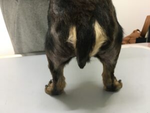 症例紹介 他院で治療を受けたが改善がみられなかった高齢犬の皮膚炎 脱毛 足立区東和にあるエキゾも診察できる亀有東和動物病院